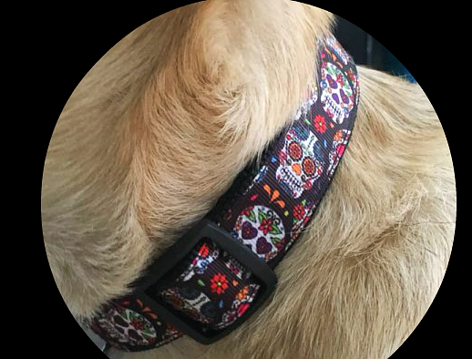 Sugar Skull Dog Collar on Shepherd Dog Model